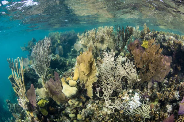 Färgglada karibiska korallrev — Stockfoto