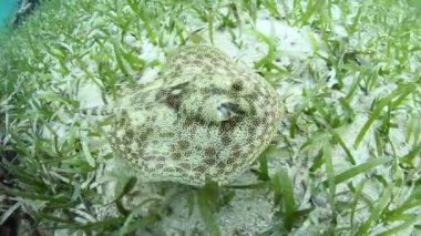 Sarı Stingray Yüzme Karayipler