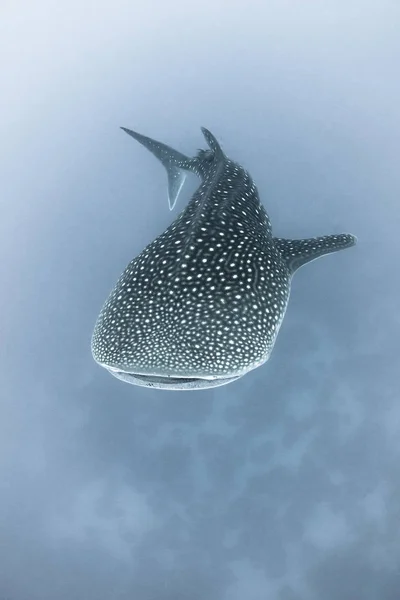 오픈 워터에서 고래 상어 — 스톡 사진