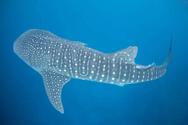 Whale Shark in Open Water — Stock Photo, Image