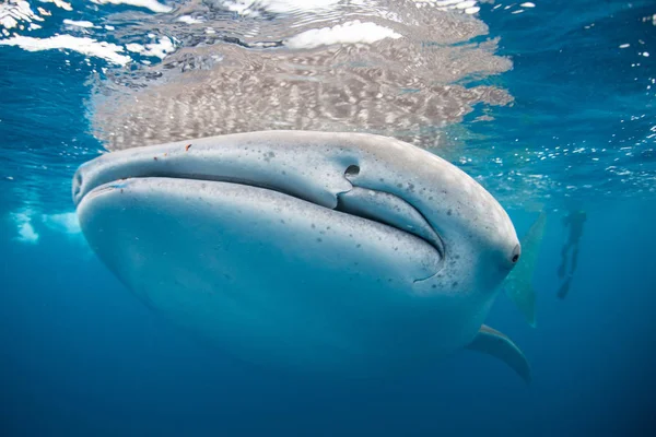 Tubarão-baleia na superfície do oceano — Fotografia de Stock