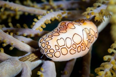 Flamingo dil deniz üzerinde gorgonian besleme