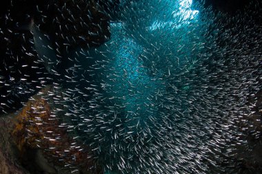 Okul Silversides karanlıkta, sualtı Mağarası