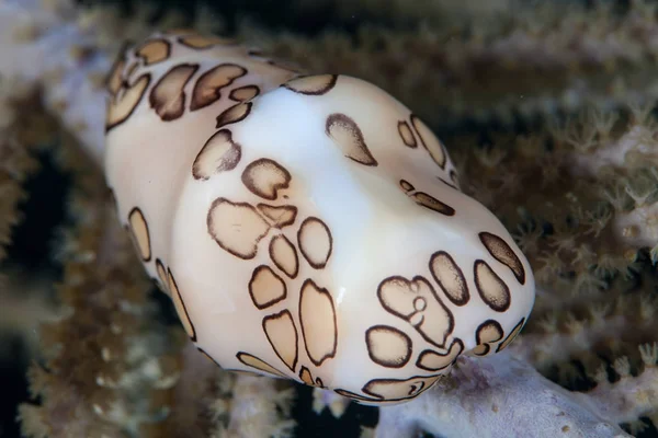 Cowrie della lingua fenicottero — Foto Stock