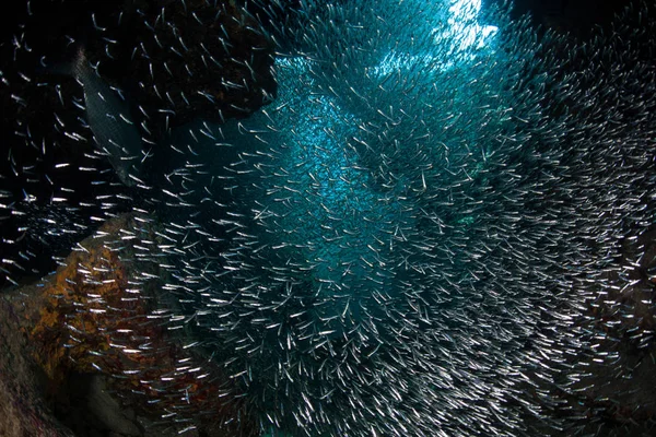 Okul Silversides karanlıkta, sualtı Mağarası