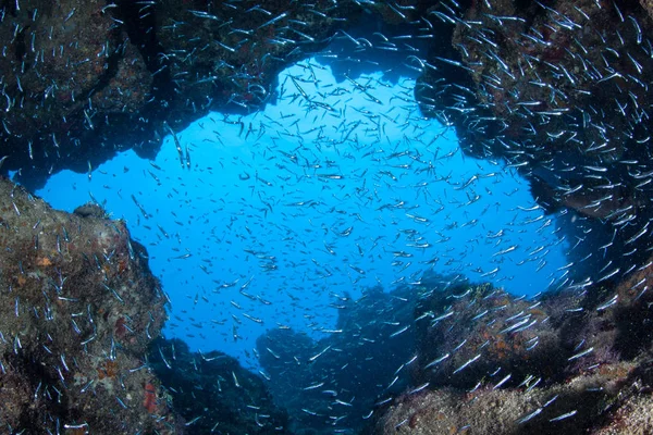 Escuela de Silversidas en la Oscuridad, Cueva Submarina — Foto de Stock