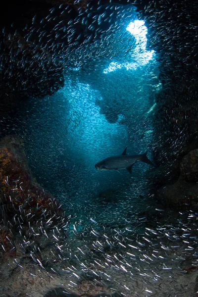 Scuola di argenti e Tarpon nel buio, Grotta subacquea — Foto Stock