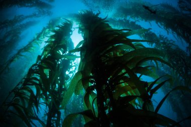 Kaliforniya 'da karanlık kelp ormanı