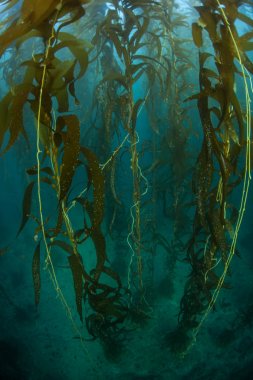 Kaliforniya 'da dev kelp ormanı