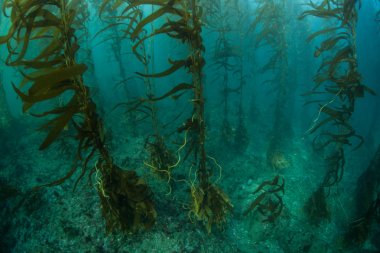 Kanal Adaları, Kaliforniya 'da kelp ormanı