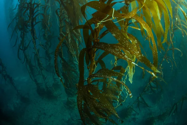 Kaliforniya 'da büyüyen kelp ormanı — Stok fotoğraf