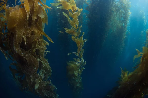 Kaliforniya 'da dev kelp ormanı