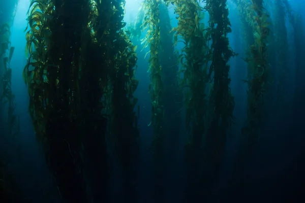 Kelp δάση στην Καλιφόρνια, τα νησιά της Μάγχης — Φωτογραφία Αρχείου