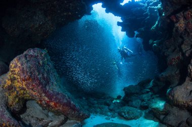 Bir dalgıç tarafından silversides Grand Cayman Adası dolu batık bir mağara araştırıyor.