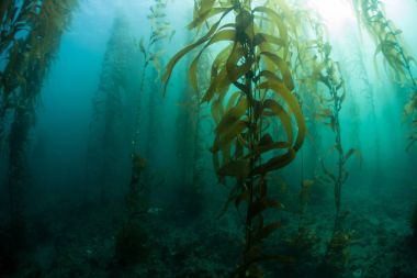 Esmer su yosunu ormanının sualtı California