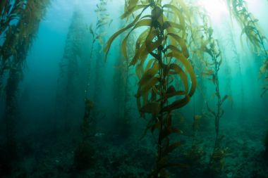 Kelp Forest Underwater in California clipart
