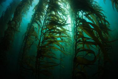 Esmer su yosunu ormanının sualtı California