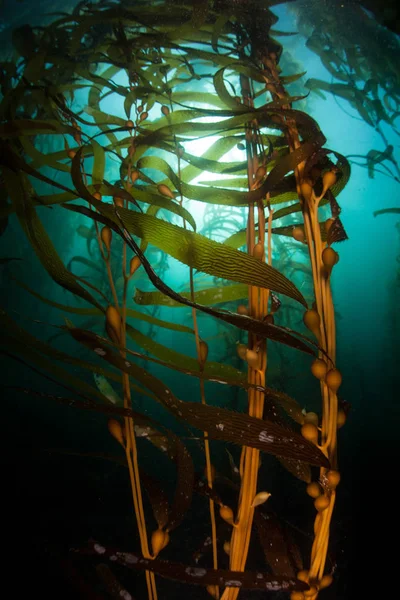 Giant Kelp Growing in California