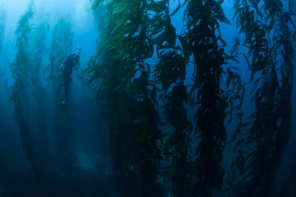 Dalgıç ve esmer Su yosunu ormanının sualtı California