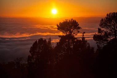 Gün batımı, sis ve kontrast ağaçlar