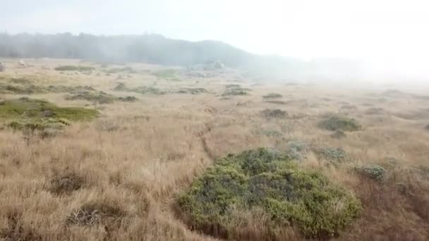 Habitat costeiro do norte da Califórnia — Vídeo de Stock