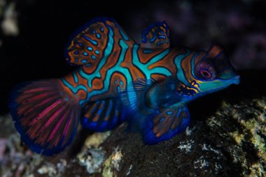 A gorgeous mandarinfish, Synchiropus splendidus, swims over the rocky bottom of the harbor of Banda Neira in eastern Indonesia.  clipart