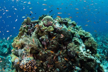 Bir sağlıklı mercan resif Banda Denizi üzerinde renkli balık yüzme. Bu uzak bölgede olağanüstü deniz biyolojik çeşitlilik limanlar ve tüplü dalgıçlar ve snorkelers için popüler bir yer.