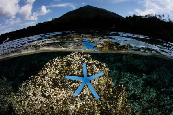 Blue Sea Star Linkia Laevigata Clings Shallow Rocks Shadow Banda — Stock Photo, Image