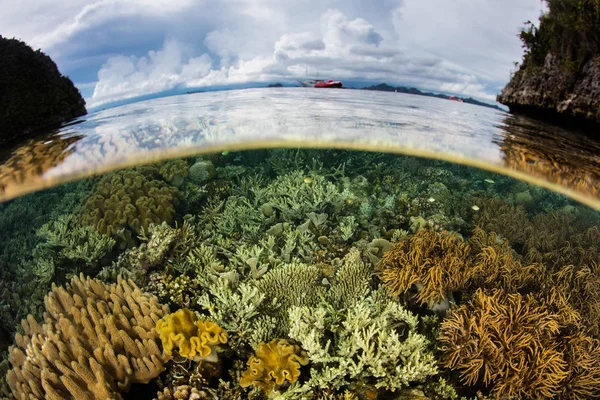 Неглубокий Красивый Коралловый Риф Процветает Раджа Ампат Индонезия Отдаленный Экваториальный — стоковое фото