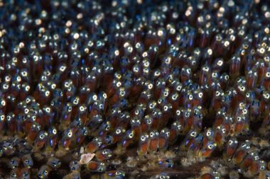 Saddleback anemonefish embryos develop on the seafloor of Lembeh Strait, North Sulawesi. This area of northern Indonesia harbors extraordinary marine biodiversity and is the home to many bizarre critters. clipart