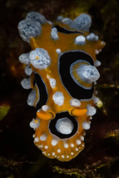 Nudibranch Colorido Phyllidia Ocellata Rasteja Fundo Mar Vulcânico Estreito Lembeh — Fotografia de Stock