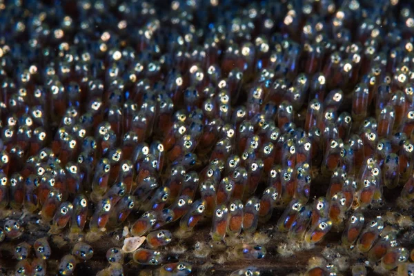 Saddleback Anemonefish Embryos Develop Seafloor Lembeh Strait North Sulawesi Area — Stock Photo, Image