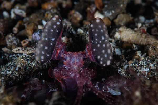 蓝海峡的一只捕食性螳螂虾的眼睛的细节 印度尼西亚北部的这一地区蕴藏着非凡的海洋生物多样性 是许多奇异生物的家园 — 图库照片