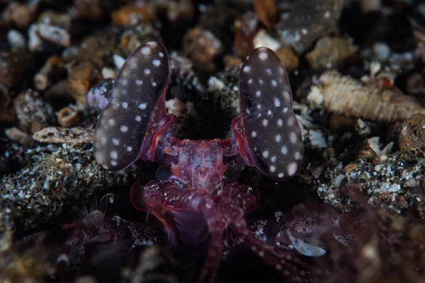 Szczegóły Oczach Drapieżnych Krewetek Modliszka Żyjących Cieśniną Lembeh North Sulawesi — Zdjęcie stockowe