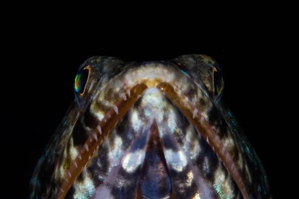 Útes Lizardfish Čeká Kořist Plavat Blízko Jeho Skrýš Dno Lembeh — Stock fotografie