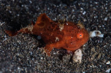 Genç bir yakın Lembeh Boğazı, Kuzey Sulawesi dalacak volkanik geldiğinizdeuğramayı av için bekler frogfish boyalı. Bu alan Kuzey Endonezya'nın olağanüstü deniz biyolojik çeşitlilik limanlar ve birçok tuhaf yaratıklar için ev.