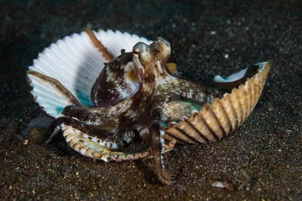 Een Kokosnoot Octopus Trekt Een Huis Van Schelpen Samen Vulkanische — Stockfoto