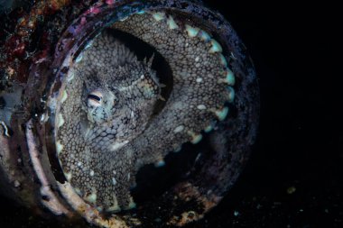 A Coconut octopus hides in a discarded jar on the seafloor of Lembeh Strait, North Sulawesi. This area of northern Indonesia harbors extraordinary marine biodiversity and is the home to many bizarre critters. clipart