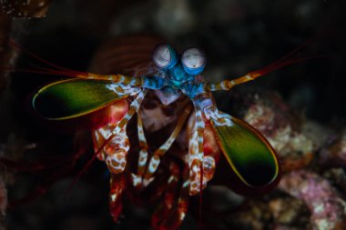 Bir tavus kuşu mantis karides yemek Lembeh Boğazı, Kuzey Sulawesi yer arar. Bu alan Kuzey Endonezya'nın olağanüstü deniz biyolojik çeşitlilik limanlar ve birçok tuhaf yaratıklar için ev.