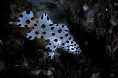 Bir çocuk Barramundi cod, kambur Gruplayıcı olarak da bilinir, Lembeh Boğazı, Kuzey Sulawesi yer yüzüyor. Bu alan Kuzey Endonezya'nın olağanüstü deniz biyolojik çeşitlilik limanlar ve birçok tuhaf yaratıklar için ev.