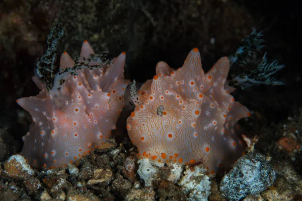 Pair Halgerda Nudibranchs Mate Volcanic Seafloor Lembeh Strait North Sulawesi — Stock Photo, Image