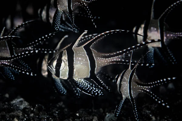 Banggai Cardinalfish 盘旋在蓝海峡的海底 印度尼西亚北部的这一地区蕴藏着非凡的海洋生物多样性 是许多奇异生物的家园 — 图库照片