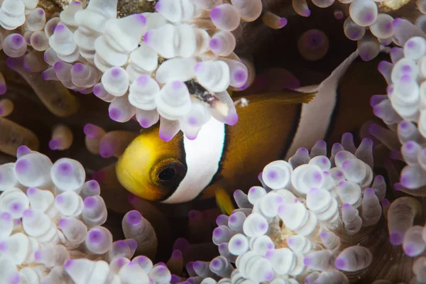 一个小克拉克的 Anemonefish Amphiprion 依偎在它的寄主海葵的触角上 在位于印尼的王侯拉贾安帕的珊瑚礁上 — 图库照片