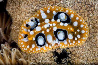 Raja Ampat, Endonezya bir mercan kayalığı yemek renkli omurgasızını (Phyllidia ocellata) arar. Nudibranchs tüketilen biyoaktif bileşiklerin onların hayvanın avı üzerinden nedeniyle zehirlidir.