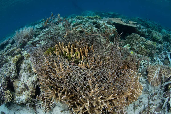 Uma Rede Pesca Descartada Encontra Coral Indonésia Redes Fantasmas Como — Fotografia de Stock