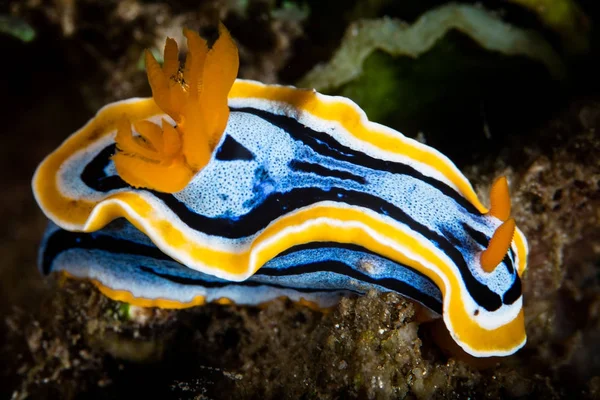 Kolorowe Ślimaki Nagoskrzelne Wyszukuje Gąbki Paszy Rafie Koralowej Raja Ampat — Zdjęcie stockowe
