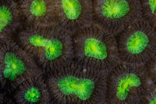 在印度尼西亚拉贾安帕的一个珊瑚礁上生长的荧光珊瑚菌落 (Favia sp) 的详细信息。这个区域被称为珊瑚三角的心脏, 因为它惊人的海洋生物多样性. — 图库图片 在印度尼西亚拉贾安帕的一个珊瑚礁上生长的荧光珊瑚菌落 Favia 的详细信息 这个区域被称为珊瑚三角的心脏 因为它惊人的海洋生物多样性 — 图库照片