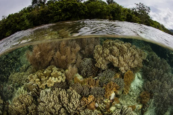 Sağlıklı, sığ mercan kayalığı Raja Ampat, Endonezya büyür. Bu uzak, tropikal alan Mercan Üçgeni şaşırtıcı deniz biyoçeşitliliği nedeniyle kalp olarak bilinir.
