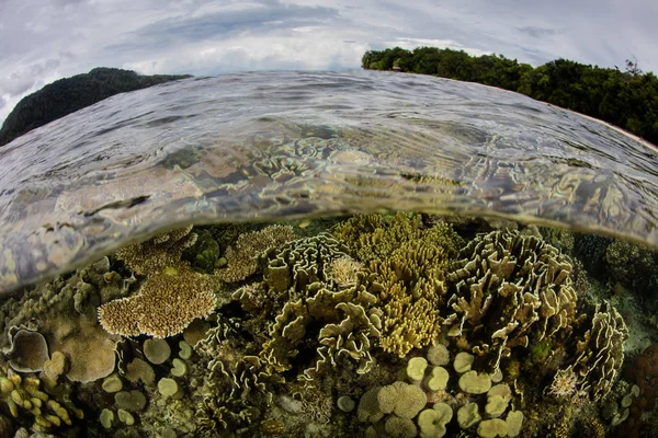 Recife Coral Saudável Raso Cresce Raja Ampat Indonésia Esta Área — Fotografia de Stock