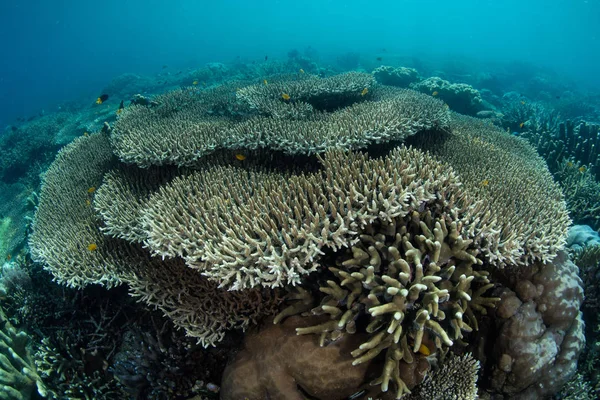 Zdrowe Korale Rosną Raja Ampat Indonezja Obszar Ten Znany Jest — Zdjęcie stockowe